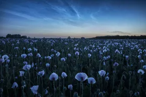 Poppies Prints: Noctilucent clouds over Opium poppy field, Bere Regis, Dorset, England, UK