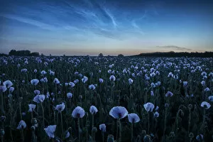 Noctilucent clouds over Opium poppy field, Bere Regis, Dorset, England, UK