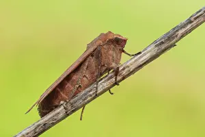 Insects Prints: Noctua pronuba moth (Large yellow underwing), Como, Lombardy, Italy