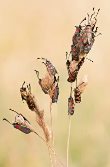 Images Dated 27th April 2016: The nocturnal roost of twenty-one specimens of Moth (Zygaena carniolica)