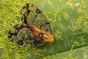 Flies Prints: Nogodinid Planthopper Species, Costa Rica