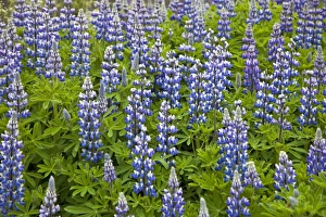 Republic Of Iceland Gallery: Nootka lupins (Lupinus nootkatensis) growing at Faskrudsfjordur