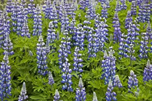 Republic Of Iceland Prints: Nootka lupins (Lupinus nootkatensis) growing at Faskrudsfjordur