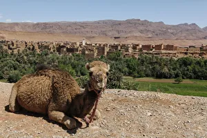 North Africa, Morocco, Dades Valley. Camel in the desert