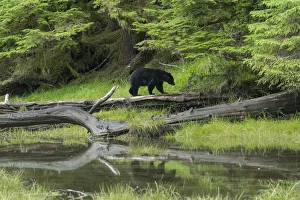 North America, Canada, British Columbia, Queen Charlotte Islands, Haida Gwaii, Gwaii