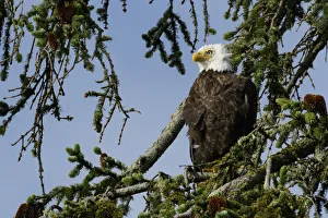 North America, Canada, British Columbia, Queen Charlotte Islands, Haida Gwaii, Gwaii