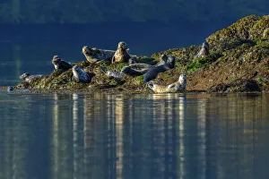 North America, Canada, British Columbia, Queen Charlotte Islands, Haida Gwaii, Gwaii