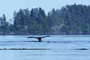North America, Canada, British Columbia, Queen Charlotte Islands, Haida Gwaii, Gwaii