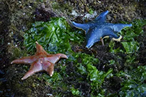 North America, Canada, British Columbia, Queen Charlotte Islands, Haida Gwaii, Gwaii