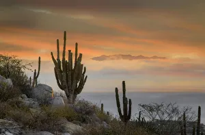 Baja California Sur Gallery: North America, Mexico, Baja California Sur, El Sargento Sea of Cortez (m)