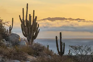 North America, Mexico, Baja California Sur, El Sargento, Ventanan bay, cactus landscape
