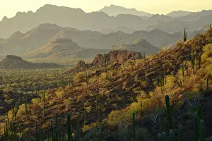 Images Dated 11th January 2022: North America, Mexico, Baja California Sur, Loreto, desert
