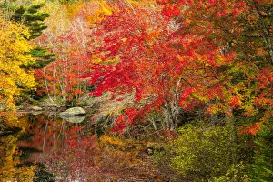 Maritimes Prints: North America, Nova Scotia, Maritimes, Caledonia, Kejimkujik National Park, autumn forest
