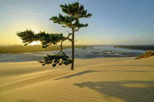 Oregon Coast Prints: North America, Pacific Northwest, Oregon, Oregon Coast, Oregon Dunes National Recreation