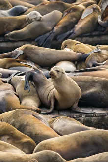 North America, USA, America, California, San Francisco, Alamo Square, Seals at Pier 39