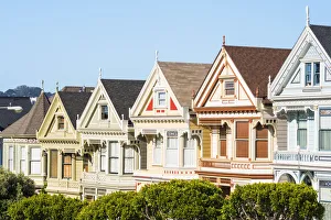 North America, USA, America, California, San Francisco, Painted ladys