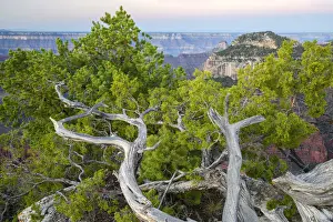 North Rim Prints: North America, USA, Arizona, Grand Canyon National Park, North rim