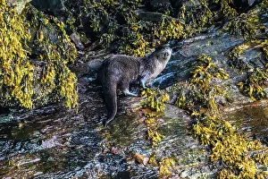 Tidal Zone Prints: North American river otter (Lontra canadensis), Shrimp Bay, Alaska, USA