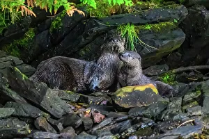 Tidal Zone Prints: North American river otter (Lontra canadensis), Shrimp Bay, Alaska, USA