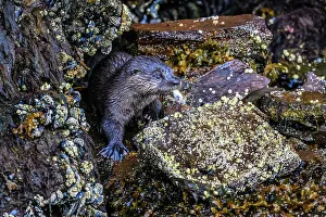 Tidal Zone Prints: North American river otter (Lontra canadensis), Shrimp Bay, Alaska, USA