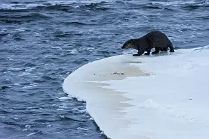 North American River Otter (Lontra canadensis) on shore of Rennie River Whiteshell Provincial Park, Manitoba, Canada