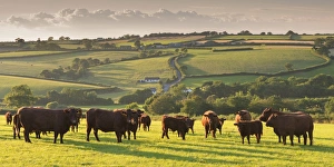North Devon Red Ruby cattle herd grazing in the rolling countryside, Black Dog, Devon, England North Devon Red Ruby cattle herd grazing in the rolling countryside, Black Dog, Devon, England