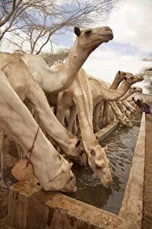 North of Merti, Northern Kenya. Camels drink at a northern watering hole