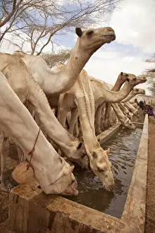 Development Prints: North of Merti, Northern Kenya. Camels drink at a northern watering hole