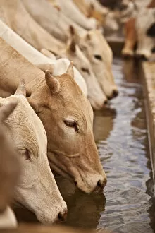 Images Dated 26th July 2012: North of Merti, Northern Kenya. Cows drink at a northern watering hole