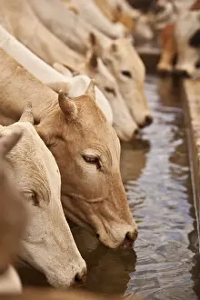 Development Prints: North of Merti, Northern Kenya. Cows drink at a northern watering hole