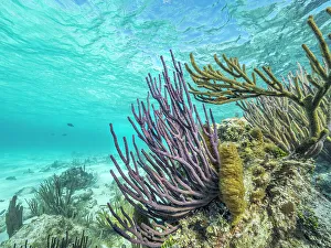 Reef Prints: North Sound Reefscape, Grand Cayman, Cayman Islands, British West Indies