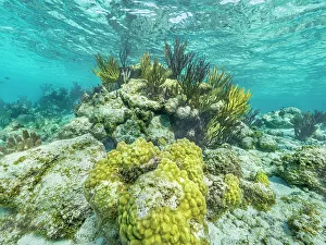 Reef Prints: North Sound Reefscape, Grand Cayman, Cayman Islands, British West Indies