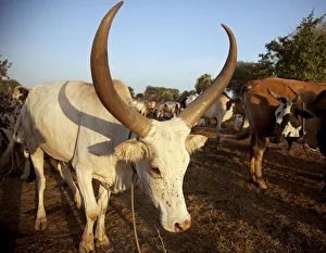 Northern Bahr el Ghazal, South Sudan. Dawn at a Cattle camp