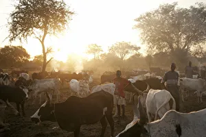 Northern Bahr el Ghazal, South Sudan. Dawn at a Cattle camp