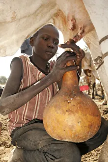 Northern Bahr el Ghazal, South Sudan. Milking at a Cattle camp