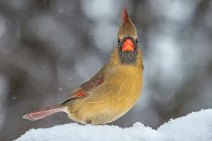 Songbird Prints: Northern Cardinal (Cardinalis cardinalis), Ontario, Canada