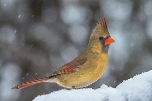 Songbird Prints: Northern Cardinal (Cardinalis cardinalis), Ontario, Canada
