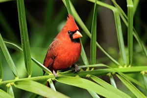 Deep South Prints: Northern Cardinal (Cardinalis cardinalis), Corkscrew Swamp Sanctuary, Naples, Florida, USA