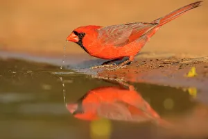 Backyard Suburban Prints: Northern Cardinal (Cardinalis cardinalis), Santa Clara Ranch, Starr County, Texas, USA