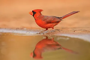 Backyard Suburban Prints: Northern Cardinal (Cardinalis cardinalis), Santa Clara Ranch, Starr County, Texas, USA