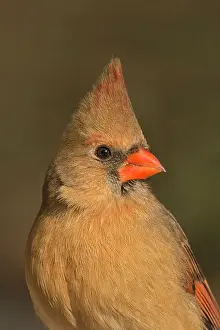 Cardinals Prints: Northern Cardinal (Cardinalis cardinalis) - female, Thornton, Ontario, Canada