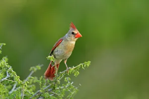Females Prints: Northern Cardinal (Cardinalis cardinalis) Female, Rio Grande City, Texas, USA