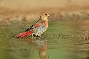 Seasonal Resident Prints: Northern Cardinal (Cardinalis cardinalis) Juvenile bathing in pond