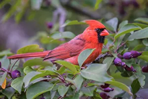 Cardinals Prints: Northern Cardinal (Cardinalis cardinalis) male, Ontario, Canada