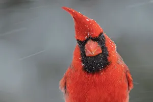 Cardinals Prints: Northern Cardinal (Cardinalis cardinalis) - male, Thornton, Ontario, Canada