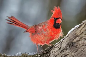 Cardinals Prints: Northern Cardinal (Cardinalis cardinalis) - male, Ontario, Canada