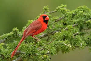 Barn Prints: Northern Cardinal (Cardinalis cardinalis) Male, Rio Grande City, Texas, USA