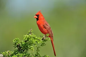 Seasonal Resident Prints: Northern Cardinal (Cardinalis cardinalis) Male, Rio Grande City, Texas, USA