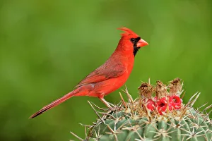 Barn Prints: Northern Cardinal (Cardinalis cardinalis) Male, Rio Grande City, Texas, USA