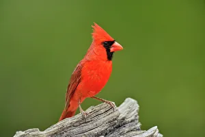 Seasonal Resident Prints: Northern Cardinal (Cardinalis cardinalis) Male, Rio Grande City, Texas, USA